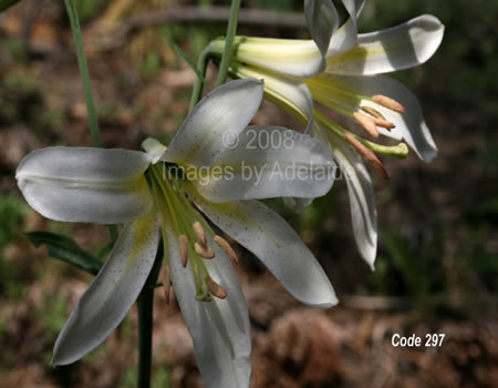 Close-up of Washington Lily